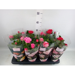 Rosa  'Patio-Hit'   ...mix 3