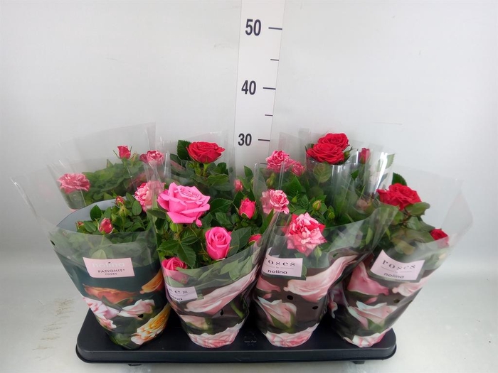 <h4>Rosa  'Patio-Hit'   ...mix 3</h4>