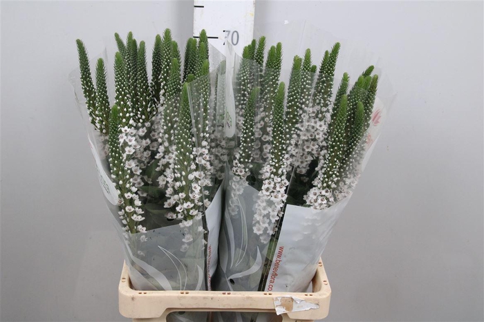 <h4>Lysim Moonlight</h4>