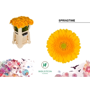 GE MI Springtime emmer x80