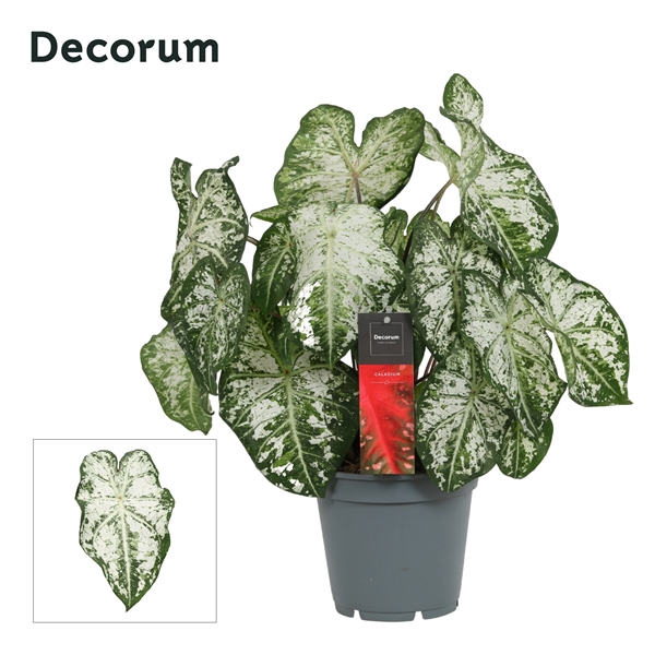 <h4>Caladium Snow Flurry (Decorum)</h4>
