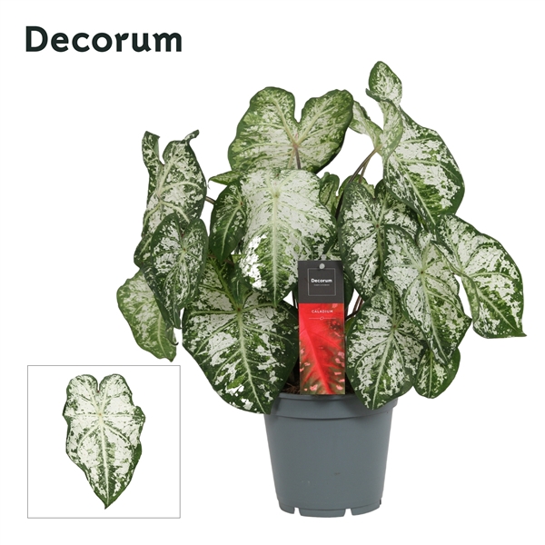 Caladium Wit (Decorum)