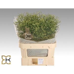 Limonium china lemon