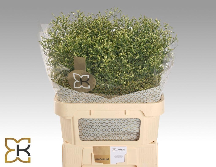 <h4>Limonium china lemon</h4>