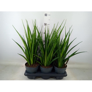 Sansevieria kirkii 'Friends'
