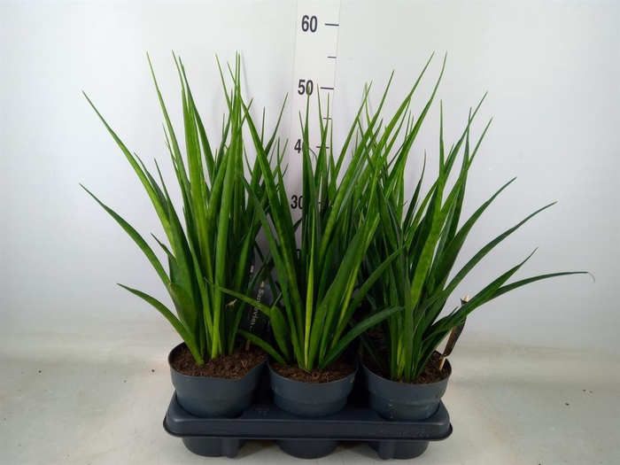 <h4>Sansevieria kirkii 'Friends'</h4>