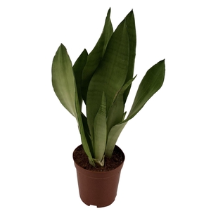 Sansevieria trifa. 'Moonshine'