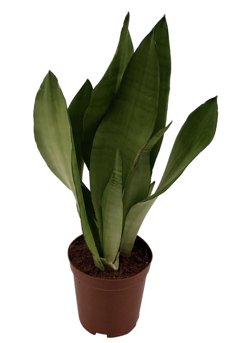<h4>Sansevieria trifa. 'Moonshine'</h4>