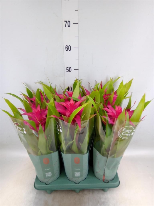 <h4>Guzmania  'Deseo Pink'</h4>
