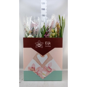 Cymbidium   ...mix