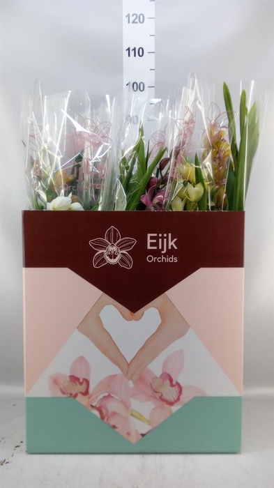 <h4>Cymbidium   ...mix</h4>
