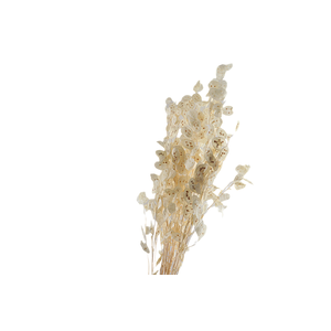 Lunaria Preserved White Bleached