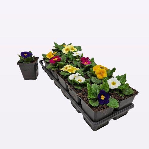 <h4>Primula Vulgaris 'Mix'</h4>
