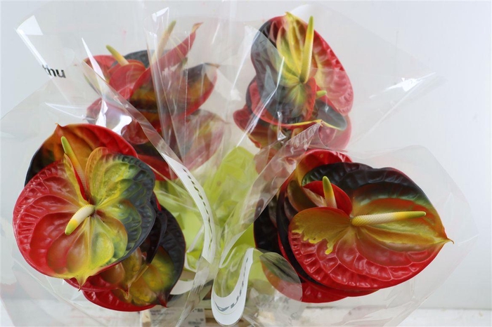 <h4>Anth Collection Belgian Flag</h4>