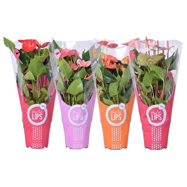 <h4>Anthurium mix</h4>