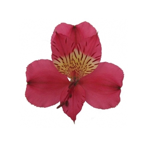 ALSTROEMERIA NIRVANA 080 CM VERMELHO