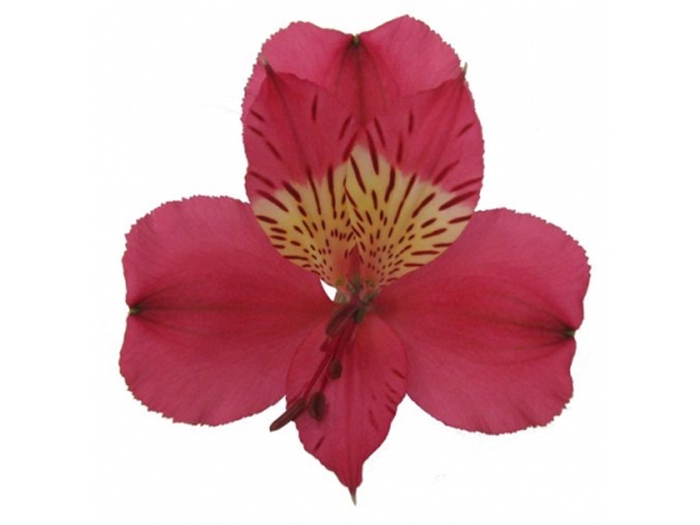 <h4>ALSTROEMERIA NIRVANA 080 CM VERMELHO</h4>