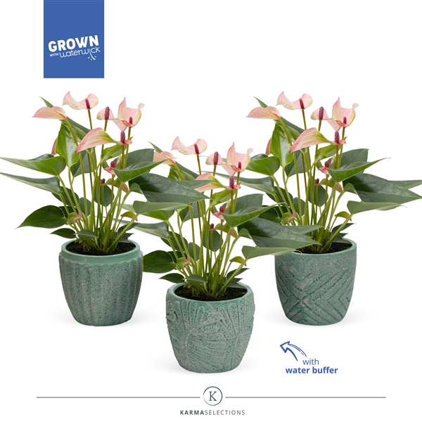 <h4>Anthurium - Karma Hotlips | Sierpot Jade | Veenvrij</h4>