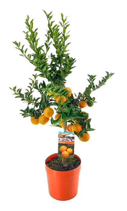 <h4>Citrus chinotto</h4>