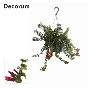 Aeschynanthus Swing