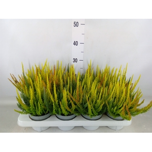 Calluna vulg. 'Skyline'   ...mix 3