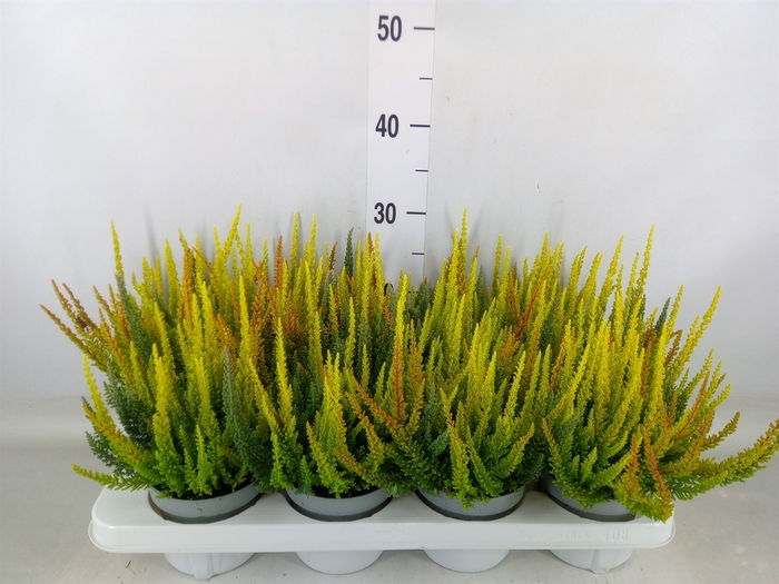 <h4>Calluna vulg. 'Skyline'   ...mix 3</h4>