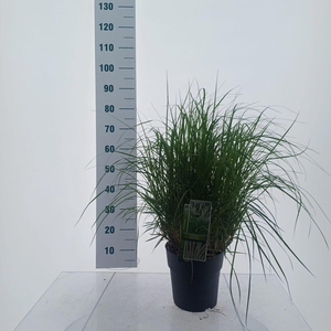 Pennisetum orientale