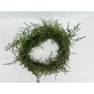 wr Green Wreaths Asparago Selvatico (krans*