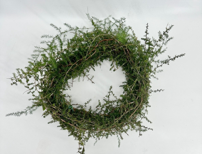 <h4>wr Green Wreaths Asparago Selvatico (krans*</h4>