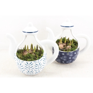 arr4 Muscari RN - Dutch Delight Teapot