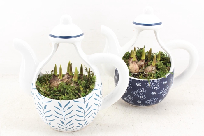 <h4>arr4 Muscari RN - Dutch Delight Teapot</h4>