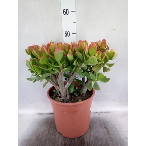 Crassula ovata 'Sunset'