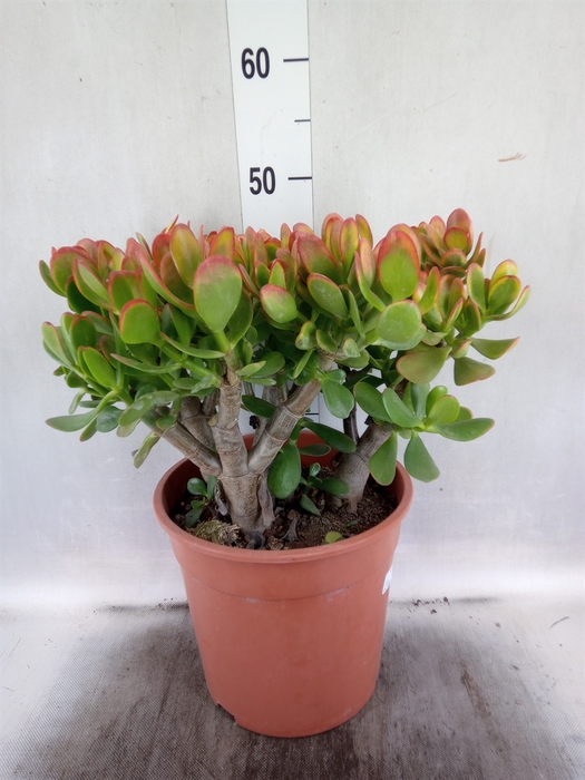 <h4>Crassula ovata 'Sunset'</h4>