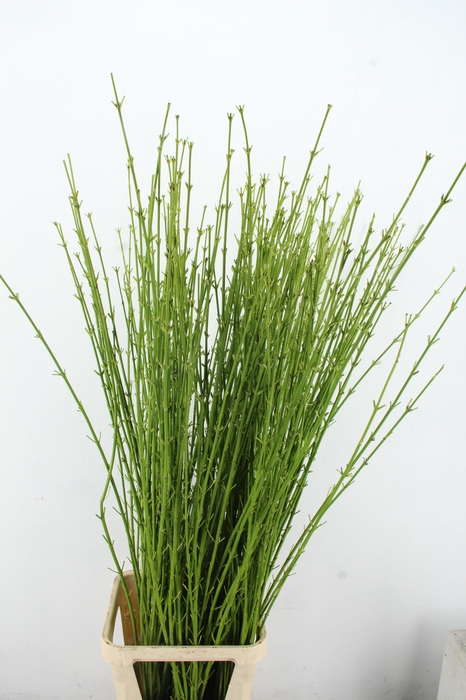 <h4>CORNUS S FLAVIRAMEA</h4>