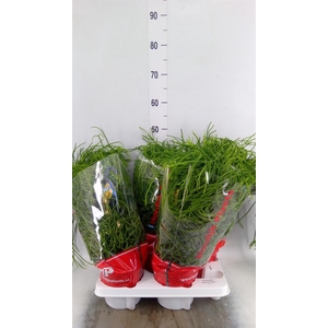 Rhipsalis heteroclada
