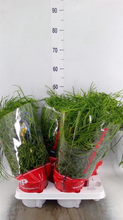 <h4>Rhipsalis heteroclada</h4>