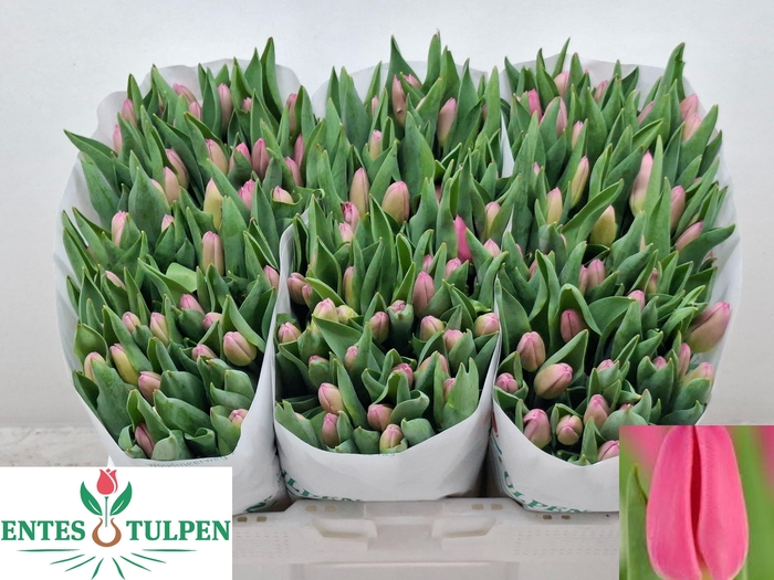 <h4>TU EN MOLTO AMATA</h4>