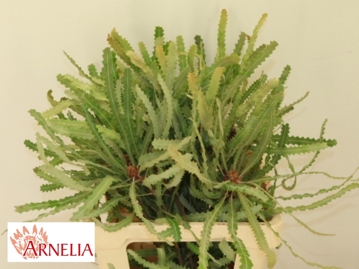 <h4>BANKSIA PRIONOTES</h4>