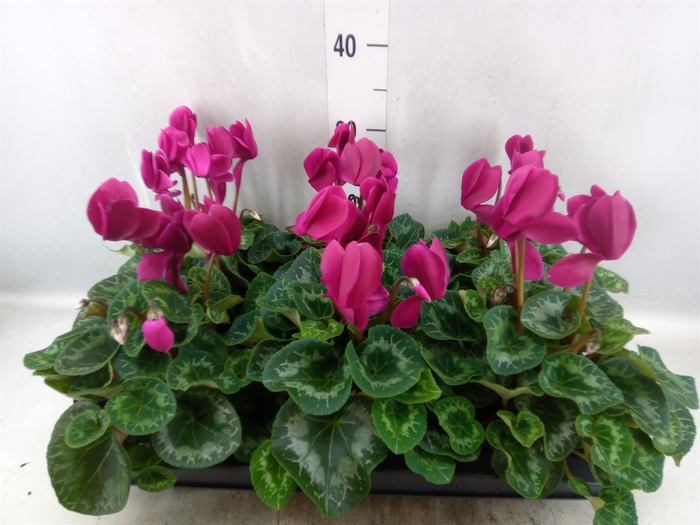 <h4>Cyclamen GR 'Leopardo'</h4>