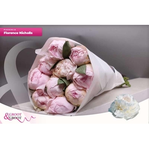 Paeonia Florence Nicholls | Heavy Quality