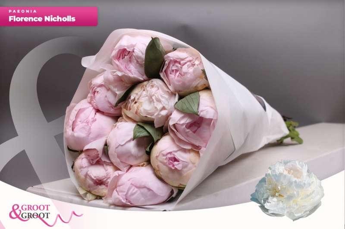 <h4>Paeonia Florence Nicholls | Heavy Quality</h4>