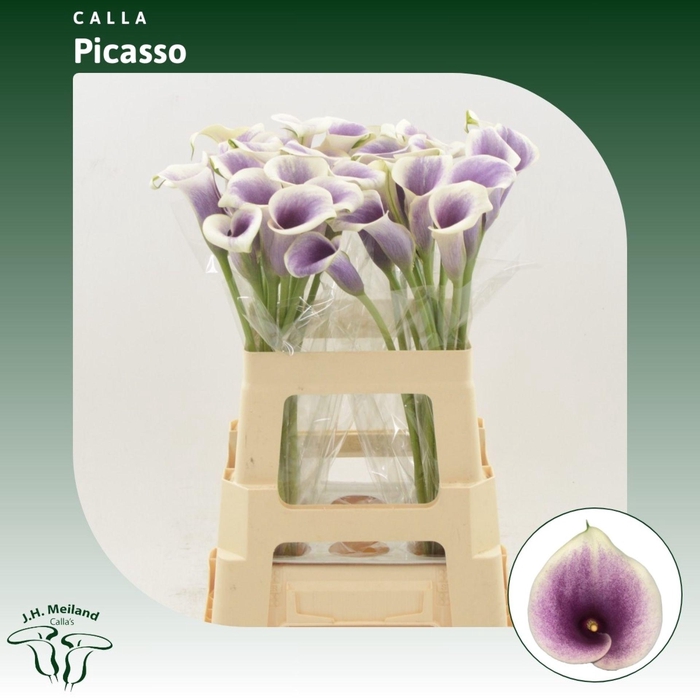 <h4>Calla Picasso</h4>