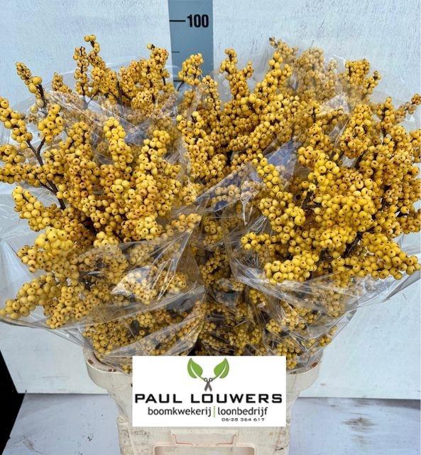 <h4>Ilex Ve Mag Citronel</h4>