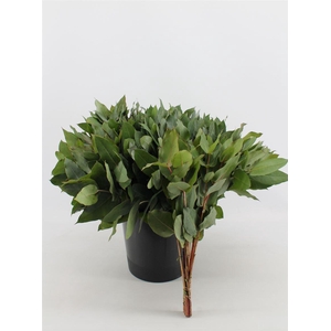 Euca Potlood Robusta 40