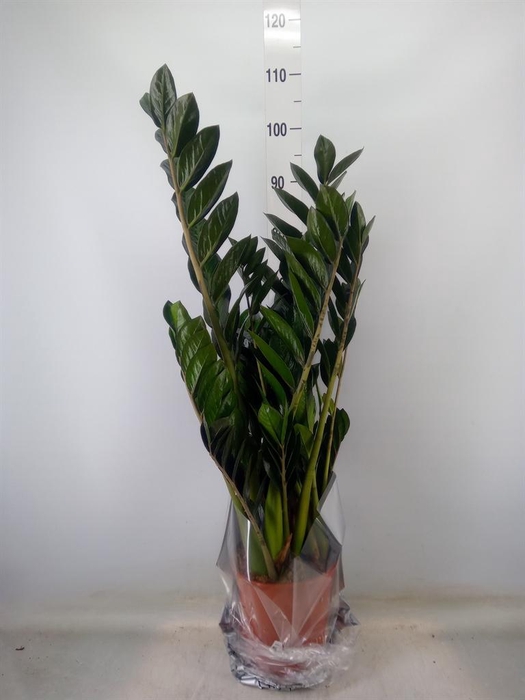 <h4>Zamioculcas zamiifolia 'Super Nova'</h4>
