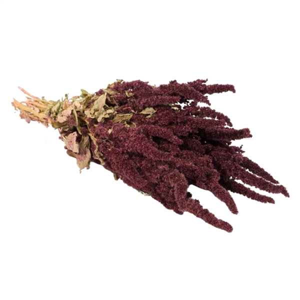 <h4>Droogbloemen - Amaranthus Red</h4>