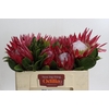 Protea Cynaroides Madiba