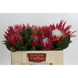 Protea Cynaroides Madiba