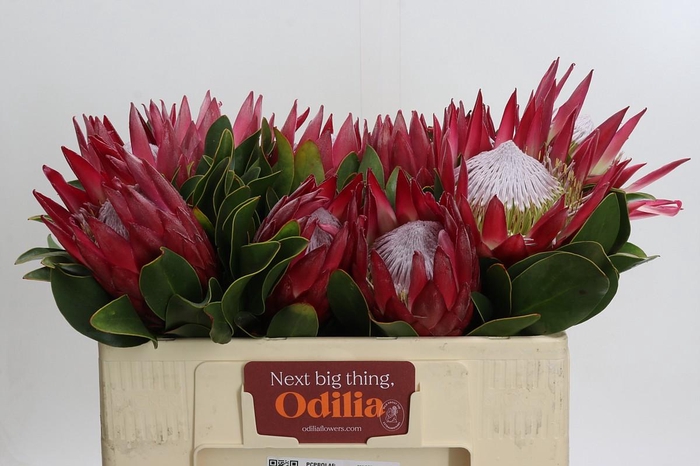 <h4>Protea Cynaroides Madiba</h4>