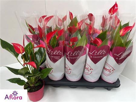 <h4>Anthu Banderola Roja 5-6 Bloemen++</h4>